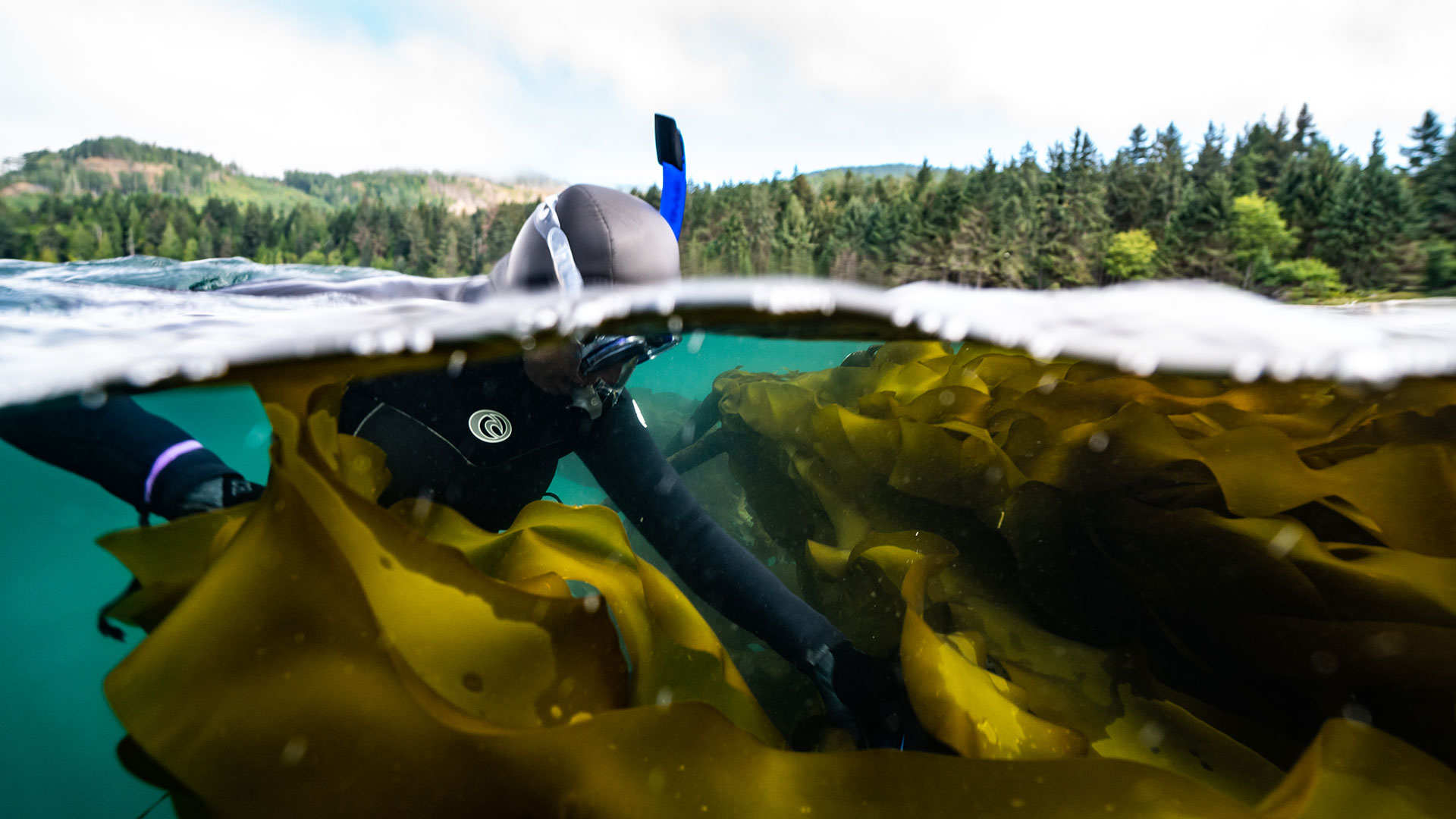 SEAWEED